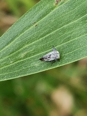 Aconophora compressa