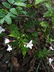 Jasminum polyanthum