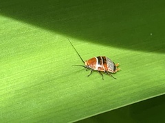 Ellipsidion
