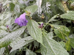 Strobilanthes formosana