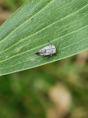 Aconophora compressa