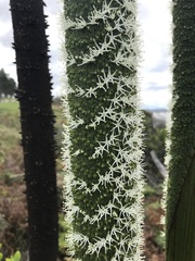 Xanthorrhoea johnsonii
