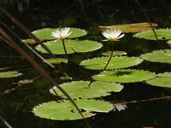Nymphaea ampla