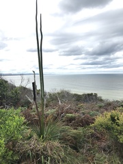 Xanthorrhoea johnsonii