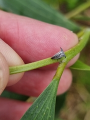 Aconophora compressa