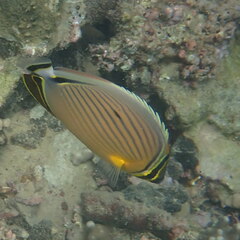 Chaetodon lunulatus