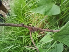 Piezogaster indecorus