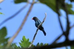 Eurystomus orientalis