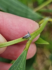 Aconophora compressa