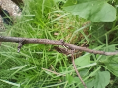 Piezogaster indecorus