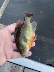 Lepomis auritus