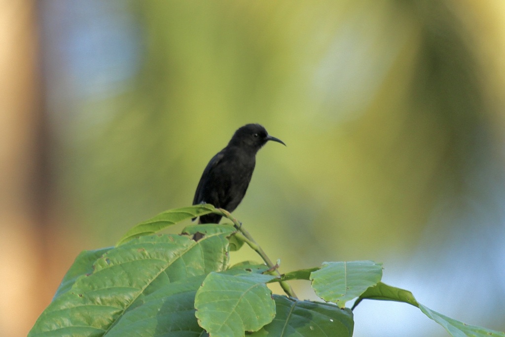 Sooty Myzomela (Myzomela tristrami) photo