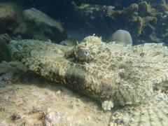 Cymbacephalus beauforti