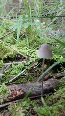 Mycena filopes