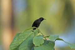 Myzomela tristrami