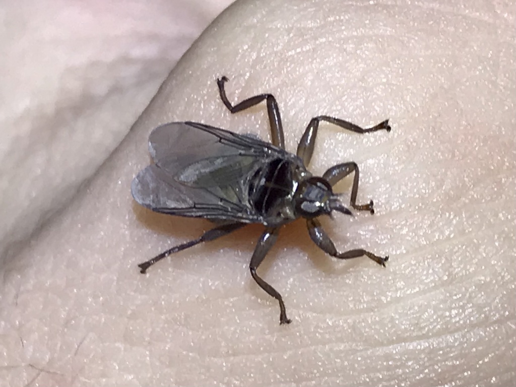 Icosta americana