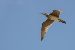Numenius phaeopus hudsonicus