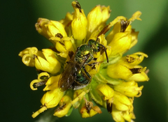 Augochlorella aurata