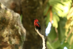 Myzomela cardinalis