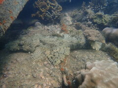 Cymbacephalus beauforti