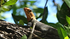 Agama picticauda