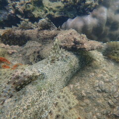 Cymbacephalus beauforti