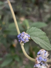 Ceanothus caeruleus