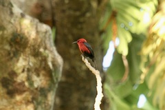 Myzomela cardinalis