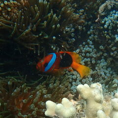 Amphiprion melanopus