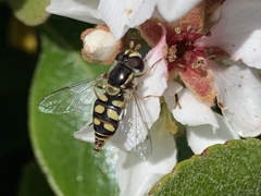 Simosyrphus grandicornis