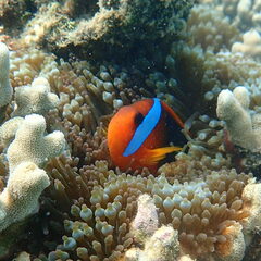 Amphiprion melanopus