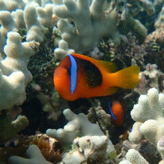 Amphiprion melanopus