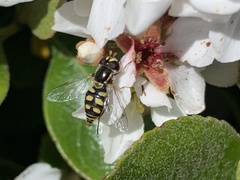 Simosyrphus grandicornis
