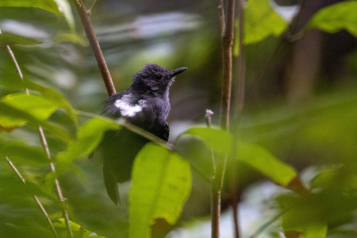Willis's Antbird (Cercomacroides laeta), photo 3