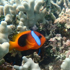 Amphiprion melanopus