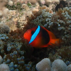 Amphiprion melanopus
