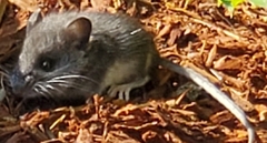 Peromyscus sonoriensis