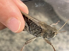 Locusta migratoria