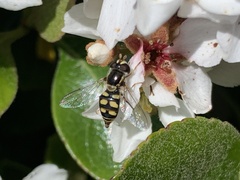 Simosyrphus grandicornis