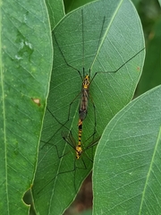 Nephrotoma australasiae