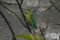 Psilopsiagon aurifrons