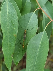 Nephrotoma australasiae