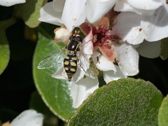 Simosyrphus grandicornis
