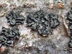 Phaeophyscia