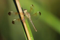 Neurothemis stigmatizans