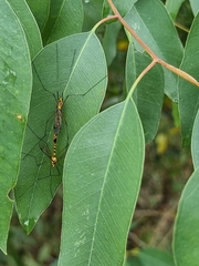 Nephrotoma australasiae