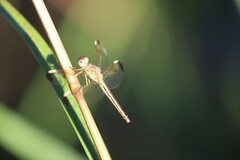 Neurothemis stigmatizans