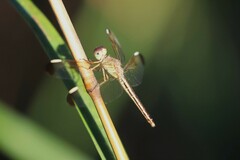Neurothemis stigmatizans