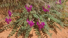 Astragalus amphioxys