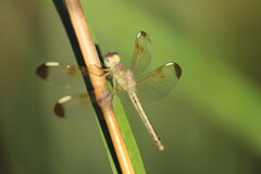 Neurothemis stigmatizans